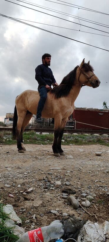 tap az sudluk inəklər: Erkək, Qarabag, il: 6 — 2