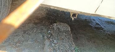 masin lada: Lada (VAZ) 2104 universal, ağ rəng. - Kuzov: 5 qapılı universal, damda — 7