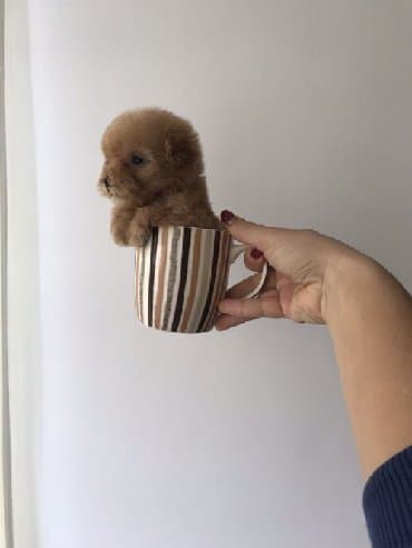 Akvariumlar: Пудель (Pudel) (Poodle) Щенки пуделя. Документы FCI.Будут привиты по — 8