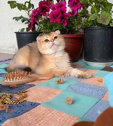 Heyvanlar: Qızıl şinşilla, Erkək, Dişi, Yaxşı əllərə, Ünvandan götürmə, Ödənişli çatdırılma — 4