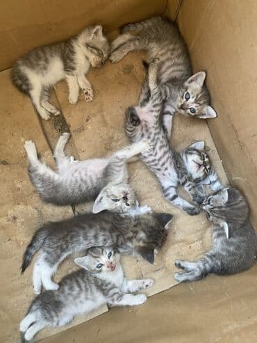 pisi: Erkək, Dişi, Yaxşı əllərə — 1