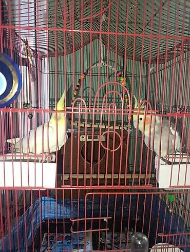 aksolotl satışı: Korella quslari satılır qefessiz 70 manat qefesle 120 manat — 5