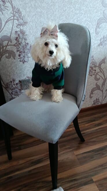 где можно купить собаку мальтипу: Maltipoo (mini) balası – ağ rəngli, qıvrım tüklü, kompakt ölçülü ev — 3