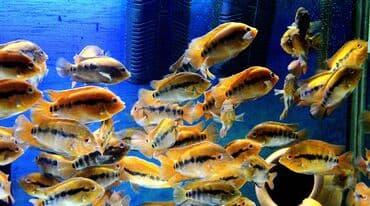 продажа аквариумных рыбок: Цихлид — 11