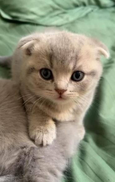 heyvan: Şotland — 5