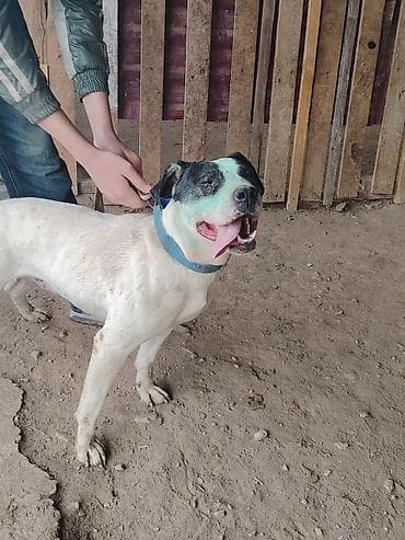 golden it cinsi: Pitbul, 3 il, Dişi, Cütləşmə üçün — 3