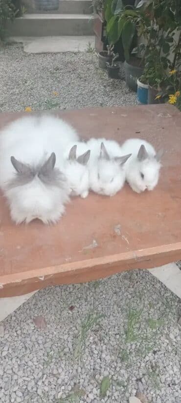 dovşan qefesi: Dovşanlar — 3