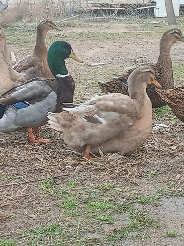 kend colpaları: Dişi, Damazlıq, Ünvandan götürmə, Ödənişli çatdırılma — 3