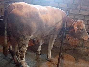 Real alıcısansa Zeng ele Ətlik kimide Damazliq kimide Satılır lalafo.az -da Real alıcısansa Zeng ele Ətlik kimide Damazliq kimide Satılır