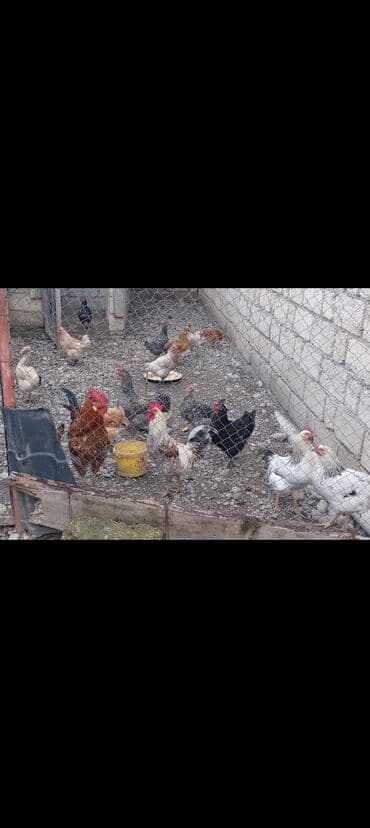 toyuq cüce: Toyuqlar 15m Xoruzlar 20m — 1