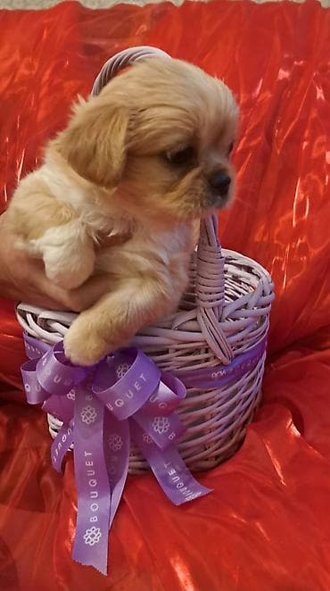 heyvan yemi: Pekines, Erkek — 4