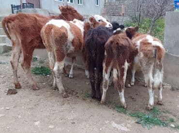 simmental ineklerin satisi: Dana, buzov, Dişi, Simental, ay: 4, 40 kq, Damazlıq — 8