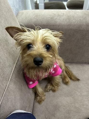 ən gozəl it adları: Yorkşir teryer, 10 ay — 4