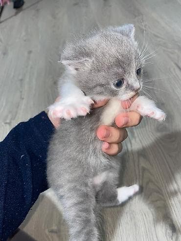 Pişiklər: Britan — 4