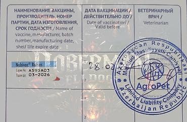 avcarka balaları: Doberman, 3 ay, Dişi, Peyvəndli — 7