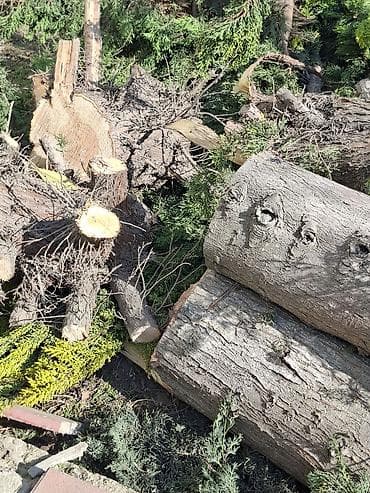 пищевой бак пластиковый 300 литров: Məhsul: Kəsilmiş ağac gövdələri və budaqları Təsvir: - Böyük — 2