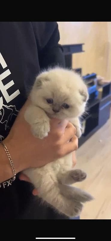 pişiy: Şotland — 10