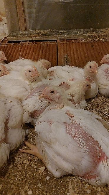 Hinduşkalar: Toyuq cücələri, Ətlik, Ünvandan götürmə — 1