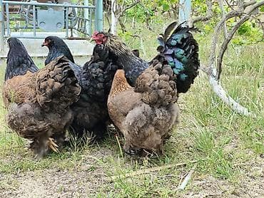 layt brama: Toyuq, Brama, Damazlıq — 9