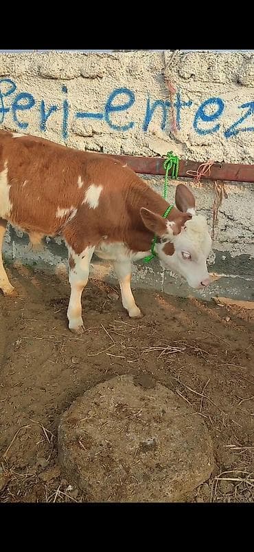 smental buzov: Simental cinsli dana - Rəng: qırmızı-ağ alaca, ağız-burun və baş ağ — 3