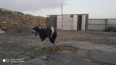 сколько стоит миниатюрный пудель: 1 год, Самец, Самовывоз — 5