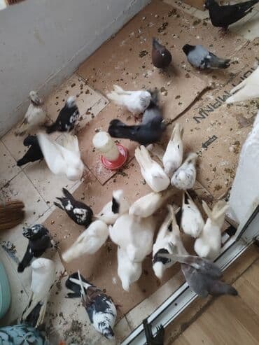 en cox sud veren inekler: Məhsul: Evdə saxlanılan müxtəlif cins və rəng kombinasiyalarında — 2