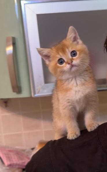 heyvan geyimi: Britan — 4