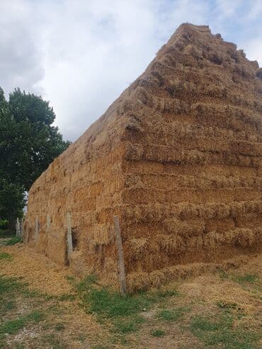 cins ineklerin qiymeti: Arpa samani 1.20 azn 5 min edede kimi var unvan Xaçmaz ray — 1