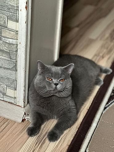 munchkin pişik: Boz tüklü balaca pişik balası - Cinsi: boz rəngli, qısa və sıx tüklü — 7