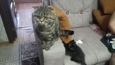 samoyed balasi satilir: Britan, Erkək, Dişi, Yaxşı əllərə, Ünvandan götürmə, Pulsuz çatdırılma, Ödənişli çatdırılma — 2