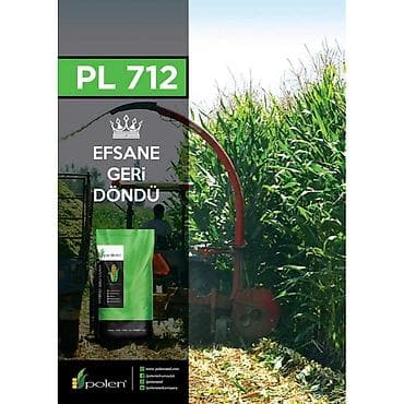 PL 712 Silosluq Qarğıdalı toxumu Yetkinləşmə dövrü: Orta-gec