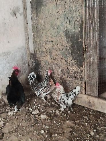 Atlar: Toyuq, Damazlıq — 2