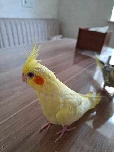 geref qusu rus dilinde: Korella 3ayliq. Adlarin bilirler rucnoydilar. Atasi daniwir 5soz — 6