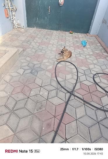 4 aylig itdi ne cinsidir bimirem baxan yoxdu deyene satiram