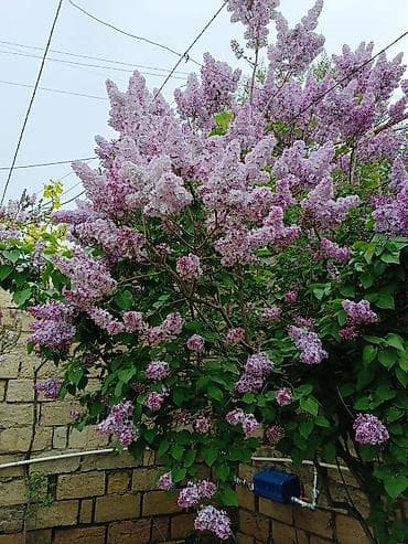 Yasəmən gülü . Xüsusi baxım ilə böyüdülüb. Cəmi 7 ağac .Real alıcı