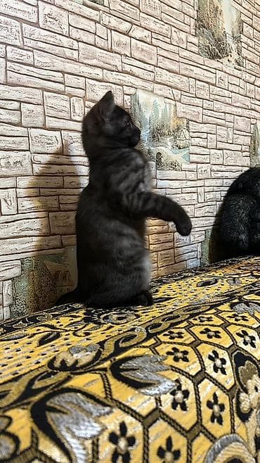 pulsuz pisiy: Britan, Erkək, Ünvandan götürmə — 2