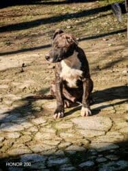 İtlər: Pitbul, 3 ay, Erkek, Peyvəndli, Ünvandan götürmə — 6