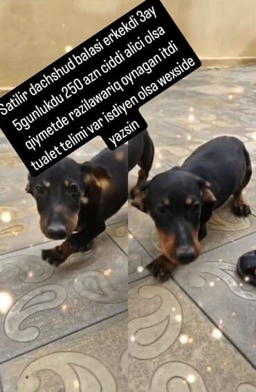 pişik balası satılır: Dachshund (taksa) balası – erkək - Yaş: 3 ay 5 gün - Rəng — 1