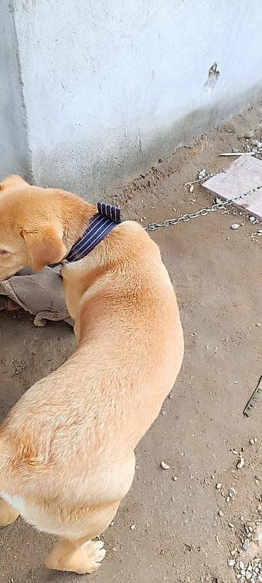 golden retriever satilir: Retriever, 10 ay, Erkek, Peyvəndli, Ünvandan götürmə — 3