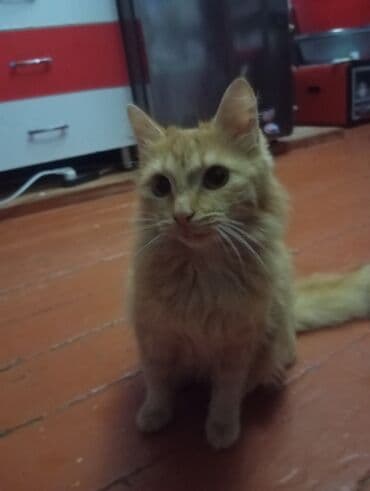 pişik alıram: Dişi, Yaxşı əllərə, Ünvandan götürmə — 2