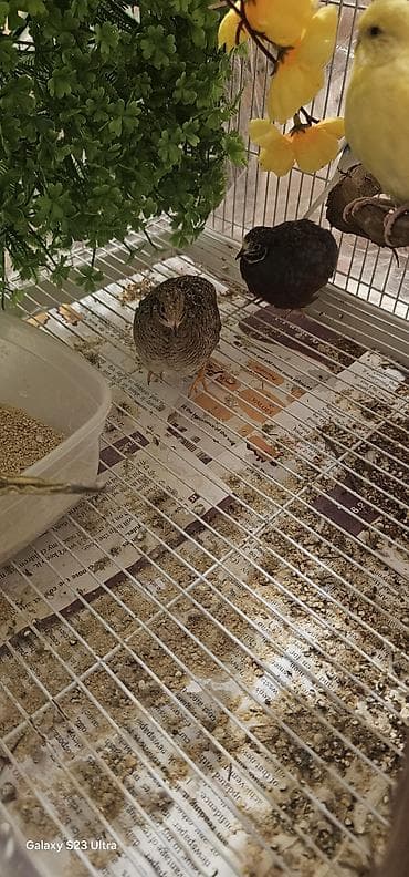 scottish fold qiyməti: Çin bildirçini cütü satılır cütü 30 m — 2