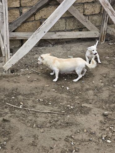 it şəkilləri: Zvanok, çubuş – qarışıq rənglərdə (krem, ağ, boz). Yeməyə — 9