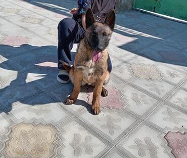 çoban oti: Бельгийская овчарка, 1 год — 3