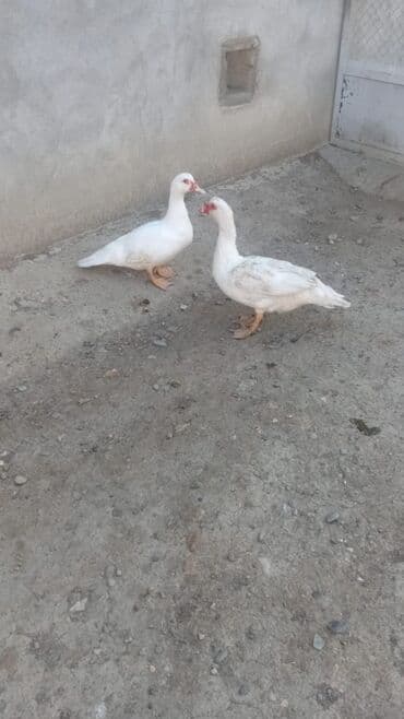 Salm qiymet cutune aiddir isteyen olsa vidyolarini cekib ataram saglam