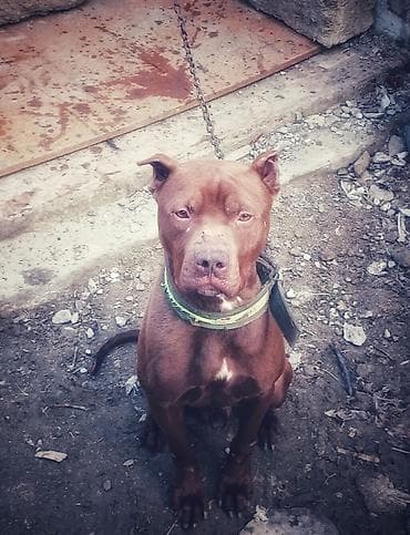 qefes satisi: Pitbul, 1 il, Erkek — 2