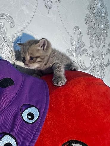 pişik pers: Britan — 3