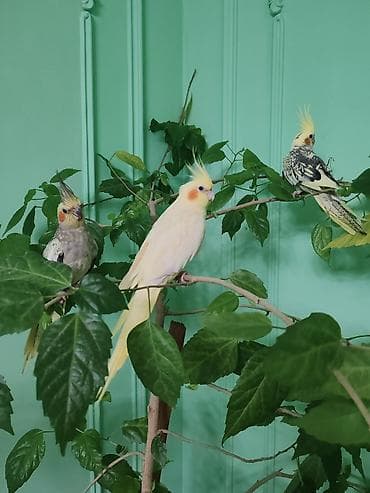 ana bala keci: 2 erkek 1 dişi dişi yumurtlayır evde saxlanılıb qefesle bir yerde — 3