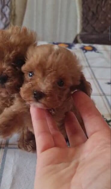 toy budel: Pudel, 3 ay, Erkek, Peyvəndli, Ünvandan götürmə — 6