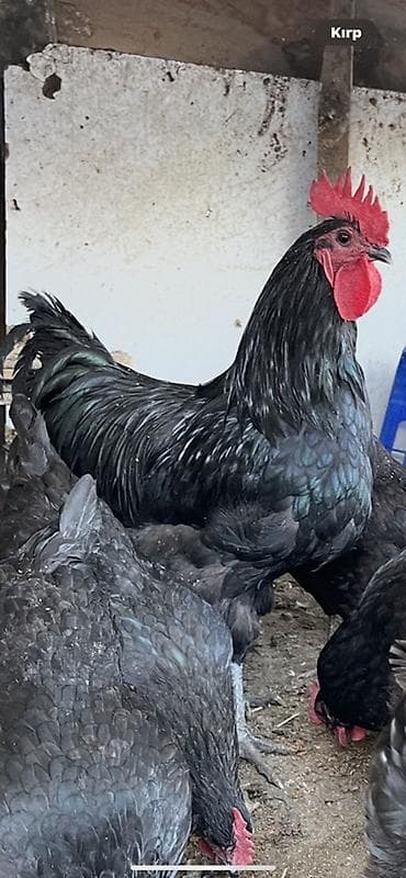 qoyun satisi: Avstrolop xoruzu — 1