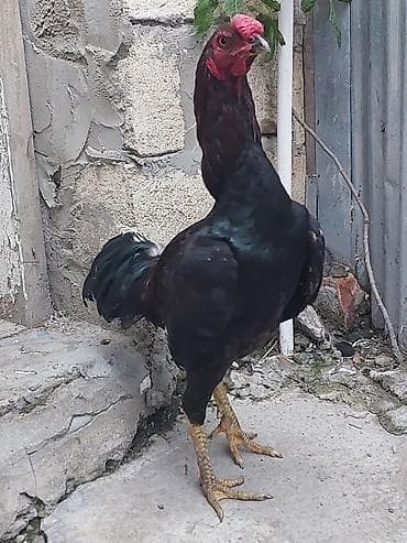 toyuq satışı: Xoruz, il: <1, Ünvandan götürmə, Ödənişli çatdırılma — 5